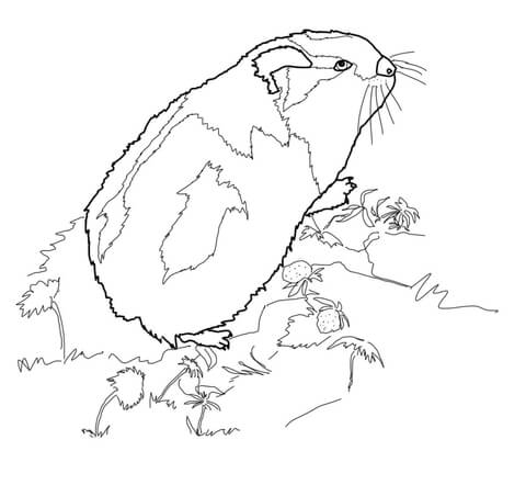 Arctic Lemming Coloring Page